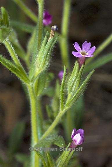 microsteris gracilis 2 graphic